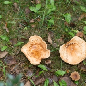 zz agaric (stem; gills not white/cream) at Amaroo, ACT - 15 May 2022 02:07 PM