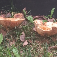 zz agaric (stem; gills not white/cream) at Amaroo, ACT - 15 May 2022 02:07 PM