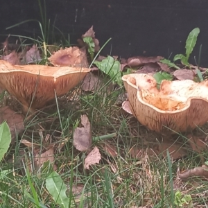 zz agaric (stem; gills not white/cream) at Amaroo, ACT - 15 May 2022 02:07 PM