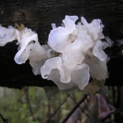 Tremella fuciformis (Snow Fungus) at Tidbinbilla Nature Reserve - 14 May 2022 by MatthewFrawley