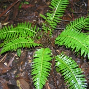 Blechnum nudum at Paddys River, ACT - 14 May 2022