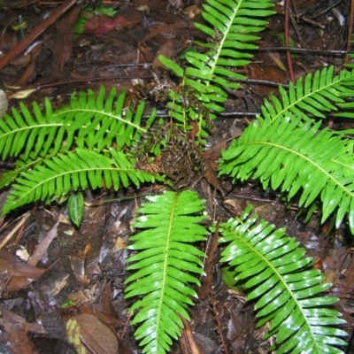 Blechnum nudum (Fishbone Water Fern) at Tidbinbilla Nature Reserve - 14 May 2022 by MatthewFrawley