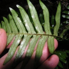 Blechnum nudum at Paddys River, ACT - 14 May 2022