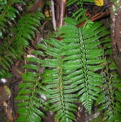 Polystichum proliferum (Mother shield fern) at Tidbinbilla Nature Reserve - 14 May 2022 by MatthewFrawley