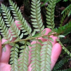 Polystichum proliferum at Paddys River, ACT - 14 May 2022 01:27 PM