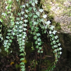Asplenium flabellifolium (Necklace Fern) at Tidbinbilla Nature Reserve - 14 May 2022 by MatthewFrawley