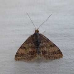 Unidentified Geometer moth (Geometridae) at Stirling Range National Park, WA - 13 Sep 2019 by Christine