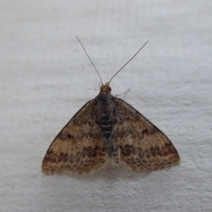 Scopula rubraria at Stirling Range National Park, WA - 14 Sep 2019