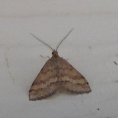 Unidentified Moth (Lepidoptera) at Stirling Range National Park, WA - 13 Sep 2019 by Christine