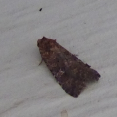 Unverified Moth (Lepidoptera) at Stirling Range National Park, WA - 14 Sep 2019 by Christine