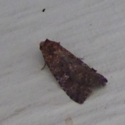Unverified Moth (Lepidoptera) at Stirling Range National Park, WA - 14 Sep 2019 by Christine