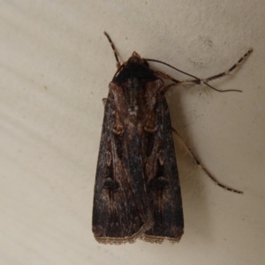 Agrotis munda at Stirling Range National Park, WA - 14 Sep 2019 03:02 PM