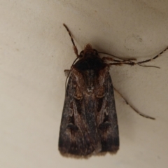 Agrotis munda at Stirling Range National Park, WA - 14 Sep 2019 03:02 PM