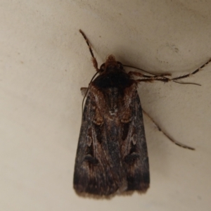 Agrotis munda at Stirling Range National Park, WA - 14 Sep 2019 03:02 PM