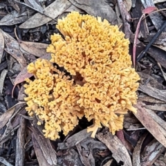 Ramaria capitata var. capitata (Pale cauliflower coral) at Bruce Ridge - 15 May 2022 by Margo