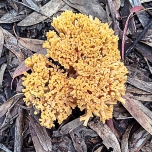 Ramaria capitata var. capitata at Bruce, ACT - 15 May 2022 03:43 PM