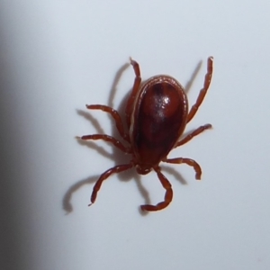Unidentified Mite and Tick (Acarina) (TBC) at suppressed by Christine