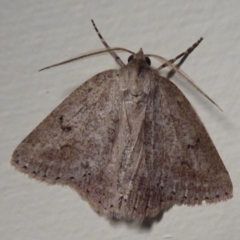 Unverified Moth (Lepidoptera) at Cheynes, WA - 15 Sep 2019 by Christine