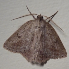 Unidentified Moth (Lepidoptera) at Cheynes, WA - 15 Sep 2019 by Christine