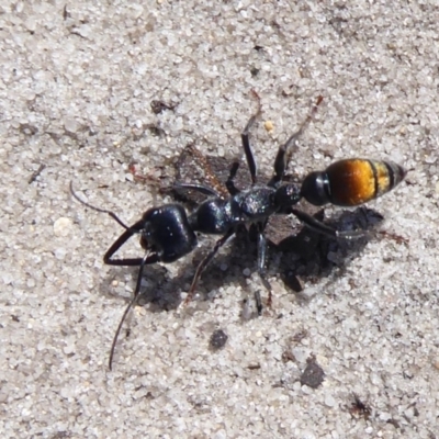 Unidentified Ant (Hymenoptera, Formicidae) at Cheynes, WA - 16 Sep 2019 by Christine