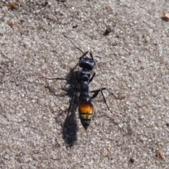 Myrmecia sp. (genus) at Cheynes, WA - 16 Sep 2019 03:51 PM