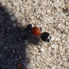 Mutillidae (family) (Unidentified Mutillid wasp or velvet ant) at Cheynes, WA - 16 Sep 2019 by Christine