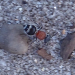 Mutillidae (family) at Cheynes, WA - 16 Sep 2019 03:55 PM