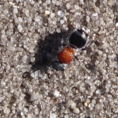 Mutillidae (family) at Cheynes, WA - 16 Sep 2019 03:55 PM