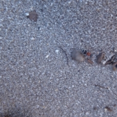 Mutillidae (family) at Cheynes, WA - 16 Sep 2019 03:55 PM