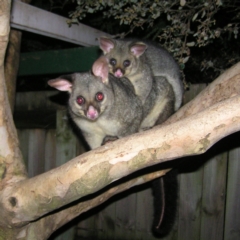 Trichosurus vulpecula (Common Brushtail Possum) at Kambah, ACT - 14 May 2022 by MatthewFrawley