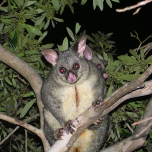 Trichosurus vulpecula at Kambah, ACT - 14 May 2022