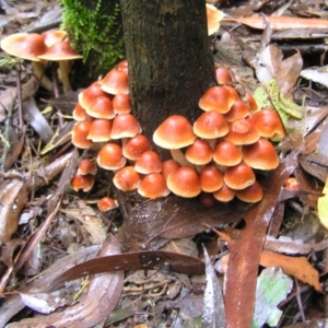 Hypholoma sp. at Paddys River, ACT - 14 May 2022