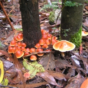 Hypholoma sp. at Paddys River, ACT - 14 May 2022