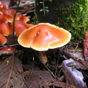 Hypholoma sp. at Paddys River, ACT - 14 May 2022