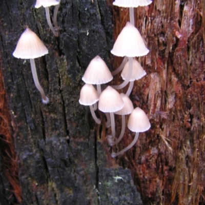 Mycena sp. (genus) (Mycena) at Paddys River, ACT - 14 May 2022 by MatthewFrawley