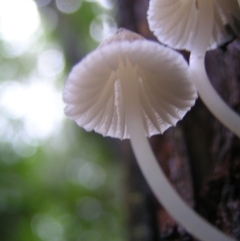 Mycena sp. at Paddys River, ACT - 14 May 2022