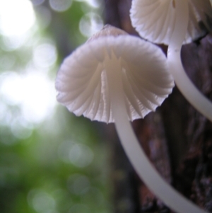 Mycena sp. at Paddys River, ACT - 14 May 2022