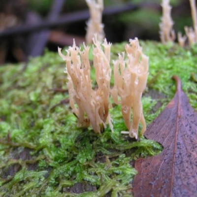 Artomyces sp. (A coral fungus) at Tidbinbilla Nature Reserve - 14 May 2022 by MatthewFrawley