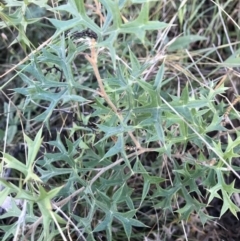 Grevillea ramosissima subsp. ramosissima (Fan Grevillea) at QPRC LGA - 15 May 2022 by Mavis