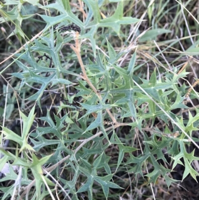 Grevillea ramosissima subsp. ramosissima (Fan Grevillea) at QPRC LGA - 15 May 2022 by Mavis