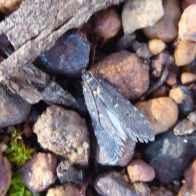 Unidentified Moth (Lepidoptera) at The Lakes, WA - 12 Sep 2019 by Christine