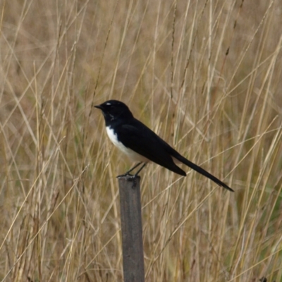 Rhipidura leucophrys (Willie Wagtail) at Paddys River, ACT - 14 May 2022 by MatthewFrawley