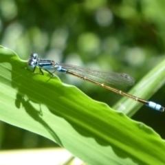 Ischnura heterosticta (Common Bluetail Damselfly) at Herdsman, WA - 11 Sep 2019 by Christine