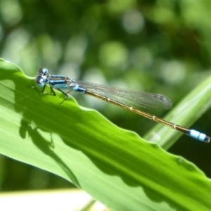 Ischnura heterosticta at Herdsman, WA - 11 Sep 2019