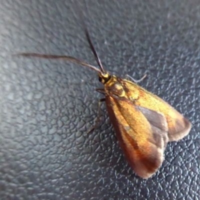 Unidentified Moth (Lepidoptera) at Herdsman, WA - 11 Sep 2019 by Christine