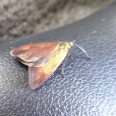 Pollanisus cupreus at Herdsman, WA - 11 Sep 2019 04:47 PM