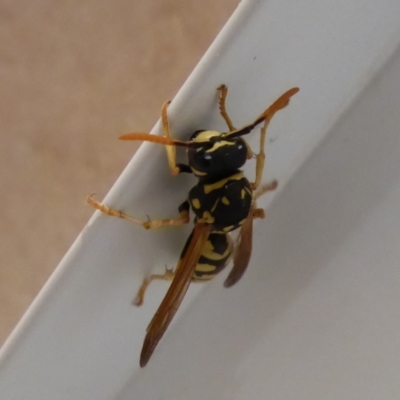 Unidentified Social or paper-nest wasp (Vespidae, Polistinae & Vespinae) at Wattle Grove, WA - 11 Sep 2019 by Christine