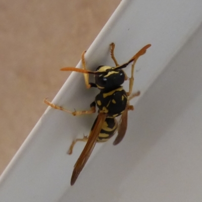 Polistes (Polistes) dominula (European Paper Wasp) at Wattle Grove, WA - 12 Sep 2019 by Christine