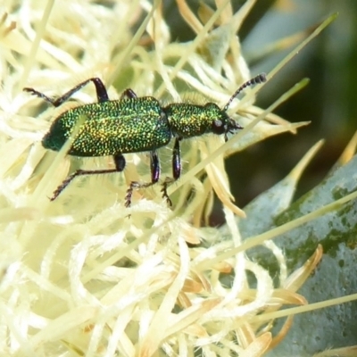 Eleale aspera (Clerid beetle) at Canning Mills, WA - 11 Sep 2019 by Christine