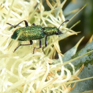 Unidentified Beetle (Coleoptera) (TBC) at suppressed by Christine